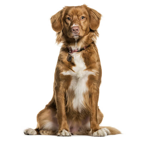 Nova scotia duck tolling retriever sales for sale